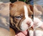Small Photo #4 Boston Terrier Puppy For Sale in MAULDIN, SC, USA