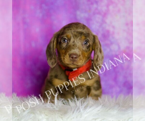 Medium Photo #2 Dachshund Puppy For Sale in WARSAW, IN, USA