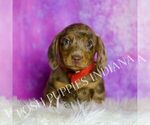 Small #1 Dachshund