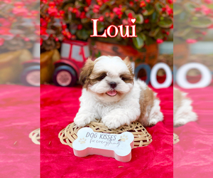 Shih Tzu Puppy for sale in SUGAR HILL, GA, USA