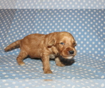 Small Photo #1 Goldendoodle (Miniature) Puppy For Sale in BLMGTN, IN, USA