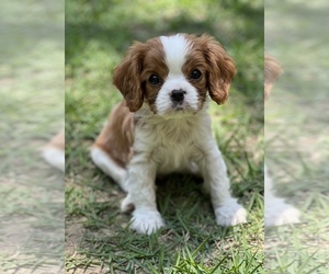 Cavalier King Charles Spaniel Puppy for sale in BILOXI, MS, USA