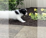 Small #4 Papillon