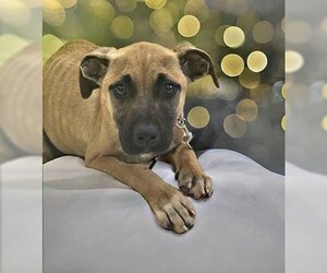 Black Mouth Cur-Unknown Mix Dogs for adoption in Westminster, MD, USA