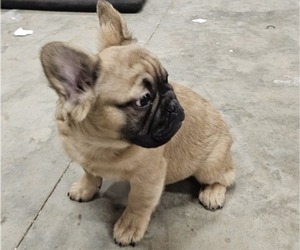 French Bulldog Puppy for Sale in STATE ROAD, North Carolina USA