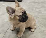 Small French Bulldog