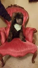 Poodle (Standard) Puppy for sale in CROFTON, MD, USA