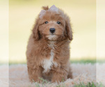 Small Photo #119 Goldendoodle (Miniature) Puppy For Sale in WARSAW, IN, USA