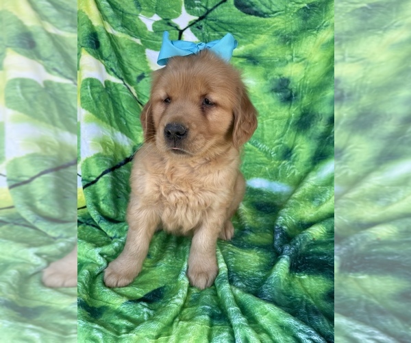 Medium Photo #4 Golden Retriever Puppy For Sale in LANCASTER, PA, USA