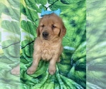 Small Photo #4 Golden Retriever Puppy For Sale in LANCASTER, PA, USA