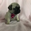 Small Photo #1 Pug Puppy For Sale in HONEY BROOK, PA, USA