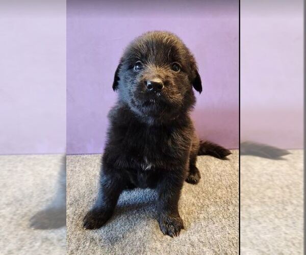 Medium Photo #1 German Shepherd Dog-Golden Retriever Mix Puppy For Sale in MODESTO, CA, USA