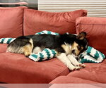 Small Photo #4 Australian Shepherd-Welsh Corgi Mix Puppy For Sale in Aurora, CO, USA