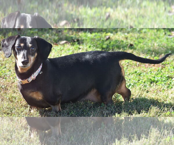 Medium Photo #4 Dachshund Puppy For Sale in Shelbyville, TN, USA
