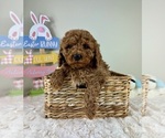 Small #1 Goldendoodle (Miniature)