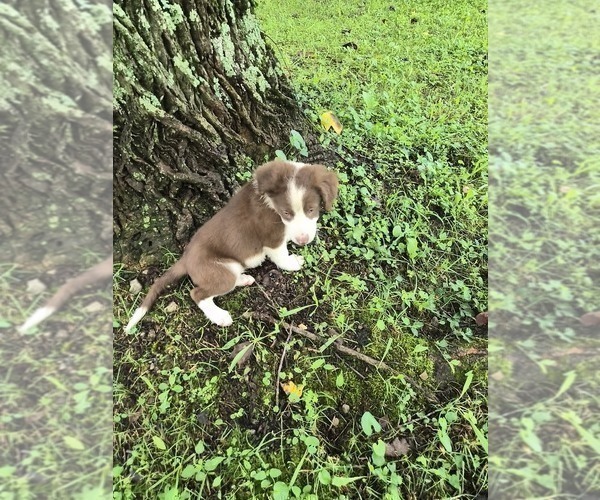 Medium Photo #7 Borador Puppy For Sale in MARION, VA, USA