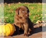 Small Photo #7 Labrador Retriever Puppy For Sale in EPHRATA, PA, USA