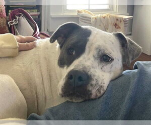 Mutt Dogs for adoption in Oklahoma City, OK, USA