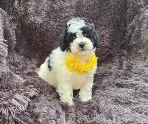 Cavapoo Puppy for sale in CAMPBELLSVILLE, KY, USA