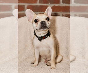 French Bulldog Dogs for adoption in St. Louis Park, MN, USA