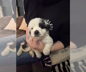 Saint Bernard Puppy for sale in HANNIBAL, MO, USA