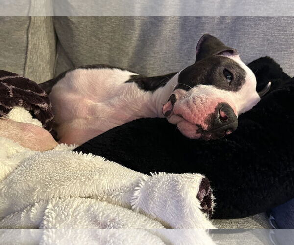 Medium Photo #9 Mutt Puppy For Sale in Rockville, MD, USA