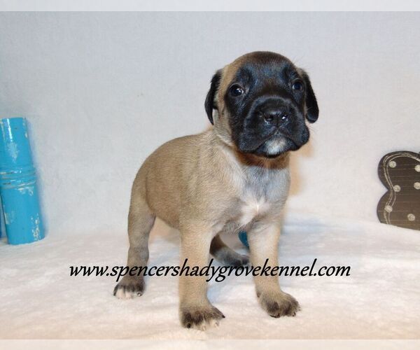 Medium Photo #6 Mastiff Puppy For Sale in CABOOL, MO, USA