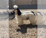 Small Photo #17 Cocker Spaniel Puppy For Sale in AVONDALE-GOODYEAR, AZ, USA