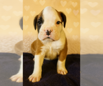 Small #4 Boxer