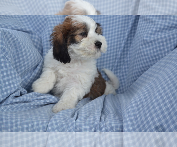 Medium Photo #1 Shih-Poo Puppy For Sale in GREENWOOD, WI, USA