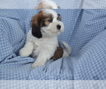 Puppy Asher Shih-Poo
