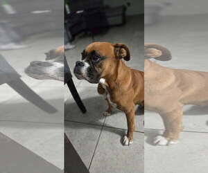 Boxer Dogs for adoption in Dumont, NJ, USA