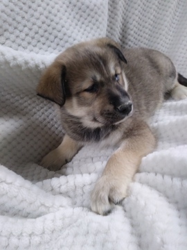 Medium Photo #1 Pomsky Puppy For Sale in BELLEVILLE, PA, USA