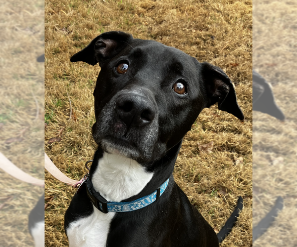 Medium Photo #3 Mutt Puppy For Sale in Decatur, GA, USA