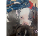 Puppy Blanco American Pit Bull Terrier