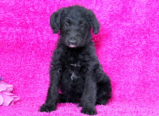 Shepadoodle Puppy for sale in MOUNT JOY, PA, USA