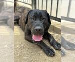 Small #2 Mutt
