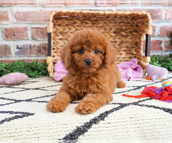 Medium Photo #4 Cavapoo Puppy For Sale in SYRACUSE, IN, USA