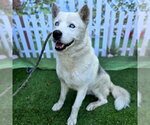 Small #1 Siberian Husky