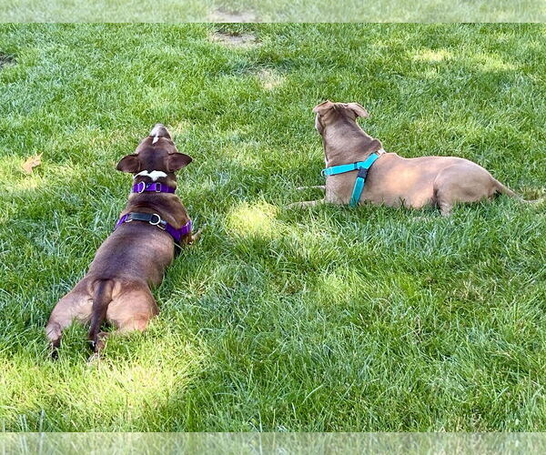 Medium Photo #15 American Pit Bull Terrier-Unknown Mix Puppy For Sale in Crete, IL, USA