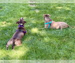 Small #14 American Pit Bull Terrier Mix