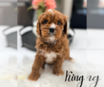 Small #1 Cavapoo (Miniature)