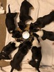 Small Photo #3 Bull Terrier Puppy For Sale in WHITE, GA, USA