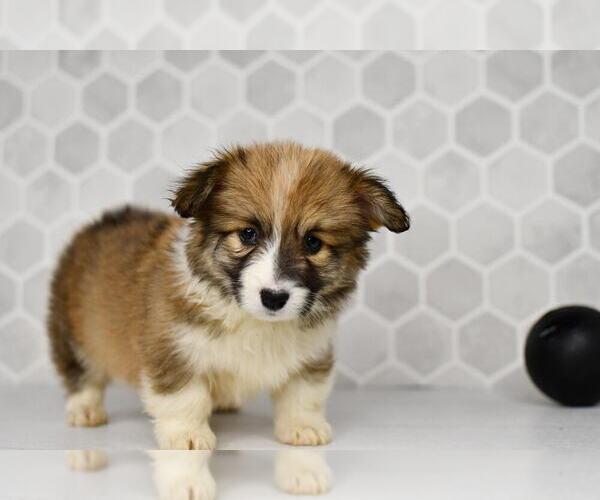 Medium Photo #38 Pembroke Welsh Corgi Puppy For Sale in MIDDLEBURY, IN, USA