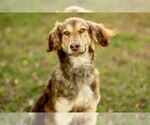 Small #1 Australian Shepherd Mix