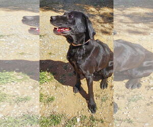 Labrador Retriever-Unknown Mix Dogs for adoption in San Diego, CA, USA