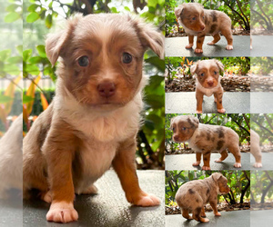 Miniature Australian Shepherd Puppy for sale in BROOKER, FL, USA