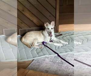 Jace - Male Unknown-white german shepherd Mix Dog for Adoption - Photo #3
