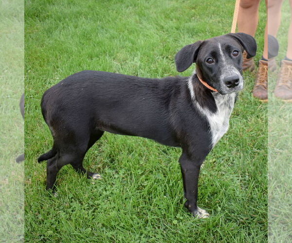 Medium Photo #6 Border-Aussie Puppy For Sale in Huntley, IL, USA