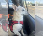 Small #6 Chihuahua